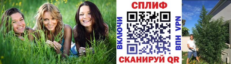 Конопля семена  Гдов 